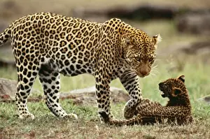 Leopard Female with 2 month old cub, Maasai Mara National Park, Africa