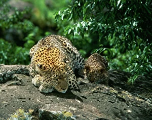 Images Dated 6th August 2004: Leopard Female & 2 month old cub, Maasai Mara, Kenya, Africa