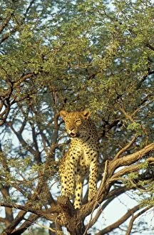 Camelthorn Gallery: Leopard - female on a camelthorn tree (Acacia erioloba)