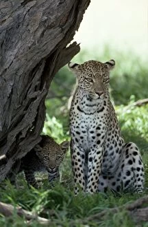 Leopard - female with cub