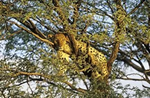 Leopard female resting in a Camelthorn Tree (Acacia