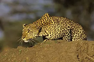 Stalking Prints: Leopard, female stalking prey, Maasai Mara Reserve, Kenya, Africa