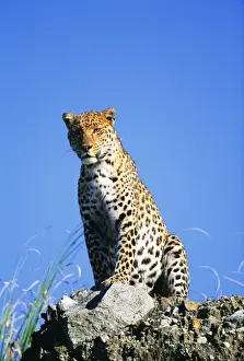 Leopard FG 11258 Panthera pardus © Francois Gohier / ARDEA LONDON