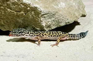 Reptiles Gallery: Leopard Gecko