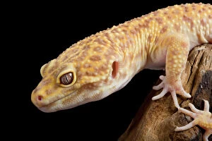 Images Dated 23rd April 2008: Leopard Gecko - Albino mutation - Middle East - India