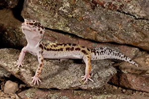Leopard Gecko, Eublepharis macularis, Native
