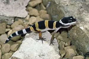 Hatchling Prints: Leopard Gecko - newly hatched - a popular species kept as a pet