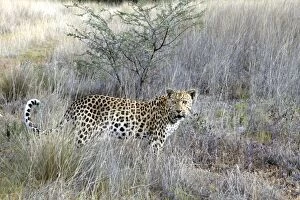 Leopard - in grass