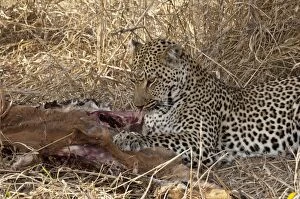 Images Dated 14th September 2009: Leopard - on ground feeding on impala