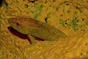 Images Dated 15th April 2007: Leopard Hind - this fish has matched his colour to that of the sponge in which it is hiding in an