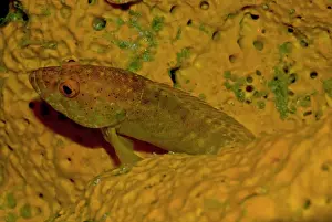 Sponges Prints: Leopard Hind - this fish has matched his colour to that of the sponge in which it is hiding in an effort to surprise