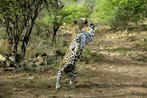 Leopard - on hind legs