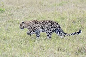 Leopard - Hunting