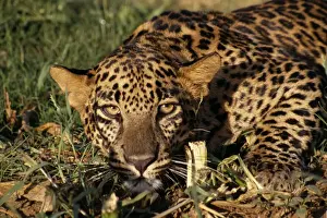Leopard JR 83 Borivli National Park, Bombay, India Panthera pardus © Jagdeep Rajput / ARDEA LONDON