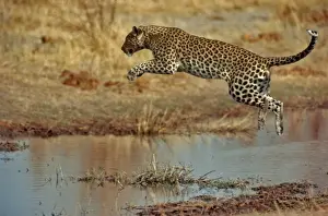 Leaping Prints: Leopard Jumping over water Okavango Delta, Botswana, Africa