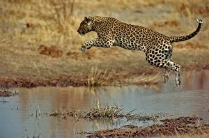 Images Dated 13th July 2004: Leopard Jumping over water Okavango Delta, Botswana, Africa
