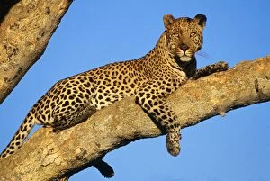Leopard - Lies on Tree Branch