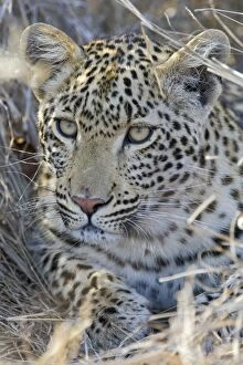 Images Dated 7th August 2008: Leopard - Mala Mala Game Reserve - South Africa