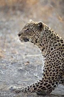 Images Dated 5th August 2008: Leopard - Mala Mala Game Reserve - South Africa