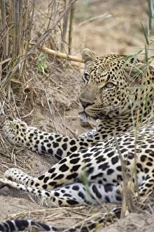 Images Dated 6th August 2008: Leopard - Mala Mala Game Reserve - South Africa