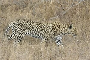 Images Dated 8th August 2008: Leopard - Mala Mala Game Reserve - South Africa