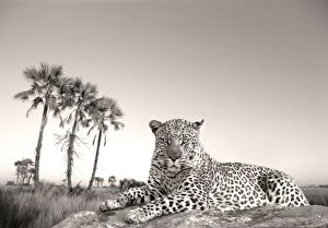 Leopard - male rests on termite mound