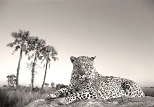 National Park Prints: Leopard - male rests on termite mound - Makgadikgadi Pans Game Reserve - Botswana