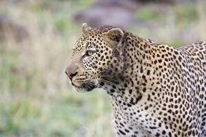 Images Dated 12th September 2007: Leopard - Masai Mara Triangle - Kenya