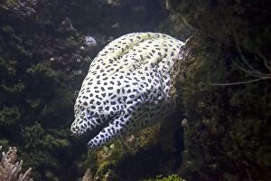 Images Dated 14th September 2007: Leopard moray eel Gymnothorax melanospilos Oceanopolis Brest Brittany France