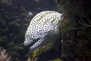 Moray Prints: Leopard moray eel Gymnothorax melanospilos Oceanopolis Brest Brittany France