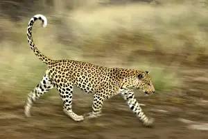 leopard, Namibia