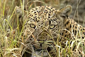 Big Cat Prints: Leopard Namibia