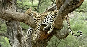 Sleeping Prints: Leopard Namibia