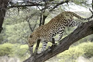 Leopard Namibia