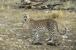 Leopard Namibia
