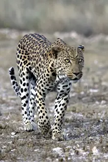 Leopard Namibia