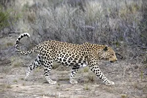 Leopard Namibia