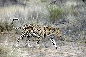 Leopard Namibia