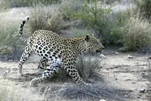 Leopard Namibia