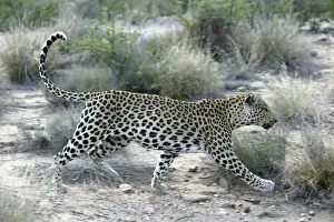 Leopard Namibia