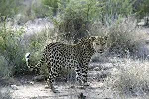Leopard Namibia