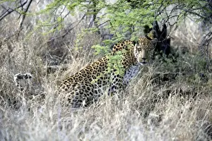 Leopard Namibia