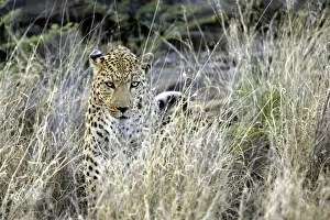 Leopard Namibia