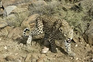 Images Dated 29th December 2003: Leopard Namibia