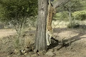 Leopard Namibia