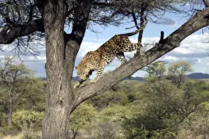 Leopard Namibia