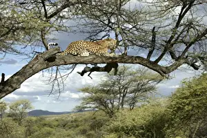 Leopard Namibia