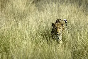 Leopard Namibia