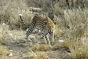 Leopard Namibia