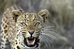 Leopard Namibia